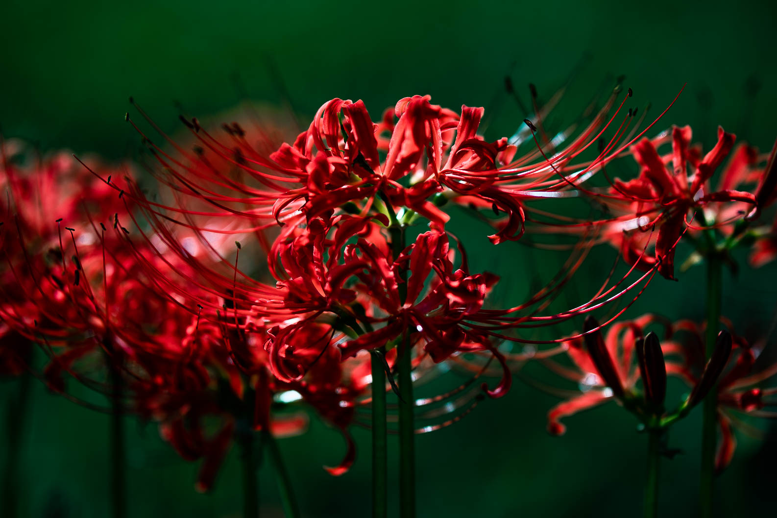 Redefine theme root issue